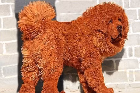 Đáng chú ý, chó ngao nhập khẩu từ chính quê hương Tây Tạng có thể trị giá vài tỷ đồng, vì bộ gen thuần khiết và ngoại hình tuyệt đẹp. Ảnh: Internet