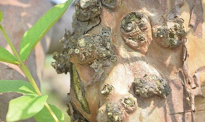 Thân cây nổi nhiều u cục đẹp mắt. Ảnh: Thuonghieusanpham