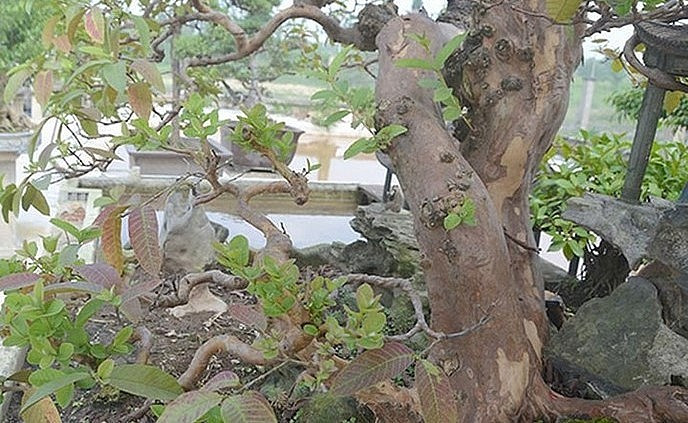 Cây có hai thân chính, với khoảng 20 tay cành. Ảnh: Thuonghieusanpham