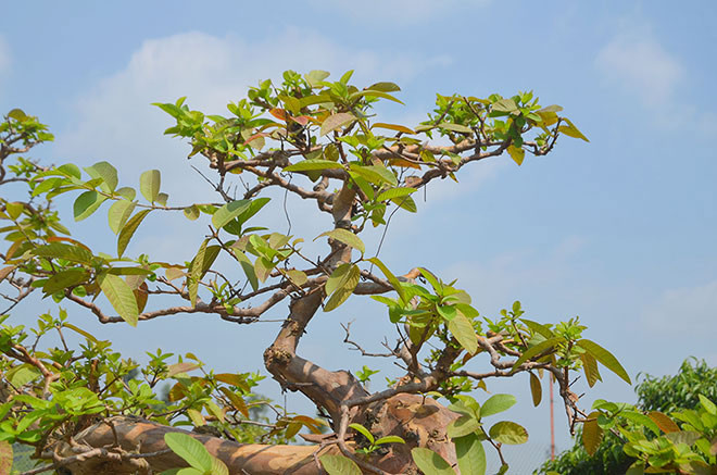 Tán lá phía trên cây ổi. Ảnh: Dân Việt