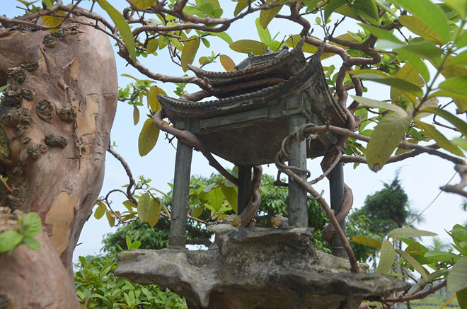 Gần gốc cây ổi có ngôi đình nhỏ, các cành nhỏ bám ôm lấy đình. Phía dưới tán cây, có một cây đa mọc lá xanh tốt. Ảnh: Dân Việt