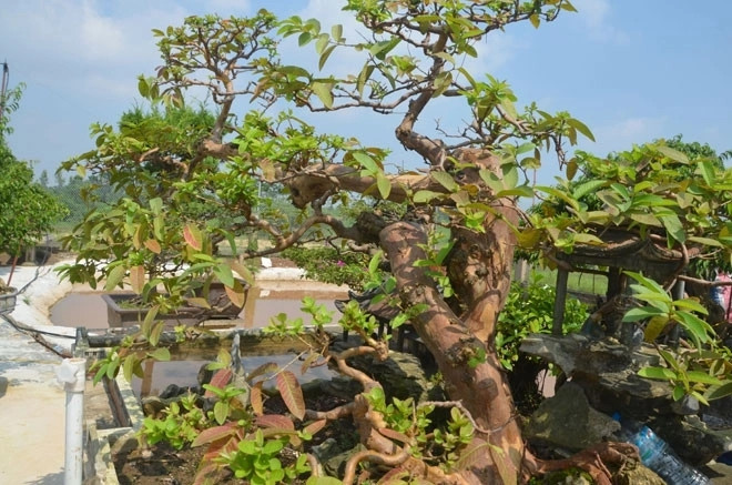 Sau khi mua về, ông Lê mất 2 năm tỉ mỉ chăm sóc, phân tán, cây ổi thế song hoành mới dần lộ ra với vẻ đẹp khiến nhiều người mê mẩn. Ảnh: Dân trí