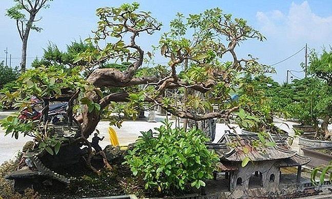 Thời điểm đó, cây ổi đã có thế song chưa có bông tán rõ ràng. Ảnh: Người đưa tin