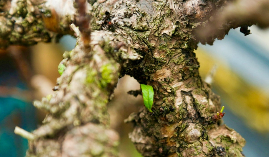 Giá đào Thất Thốn phụ thuộc vào tuổi cây, dáng, thế. Những cây có tuổi đời từ 5 đến 7 năm có giá khoảng 10 triệu đồng/cây; cũng có cây giá hàng trăm triệu đồng. Ảnh: Kinhtedothi