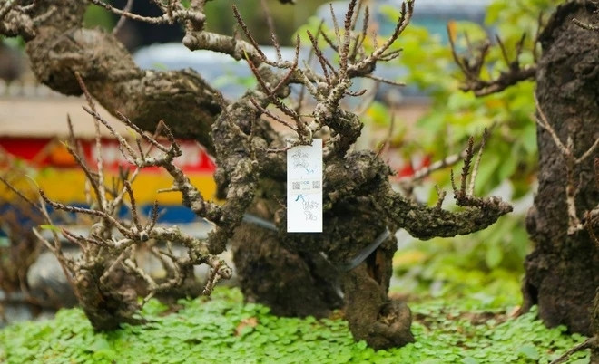 Những cây đào Thất Thốn đẹp đã được khách hàng tìm đến đặt từ sớm. Ảnh: Tiền phong