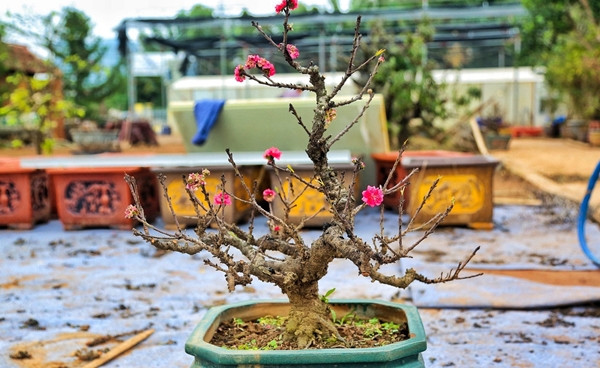 Tương truyền vào thời phong kiến, đào Thất Thốn rất khó tìm nên thường được dùng để cống nạp vua chúa mỗi dịp Tết Nguyên đán. Ảnh: Daidoanket