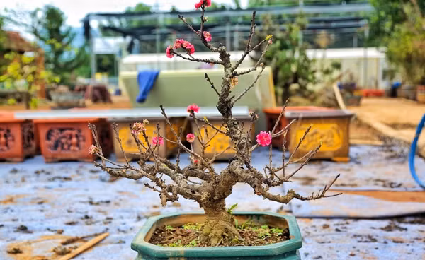 Tương truyền vào thời phong kiến, đào Thất Thốn rất khó tìm nên thường được dùng để cống nạp vua chúa mỗi dịp Tết Nguyên đán. Ảnh: Daidoanket