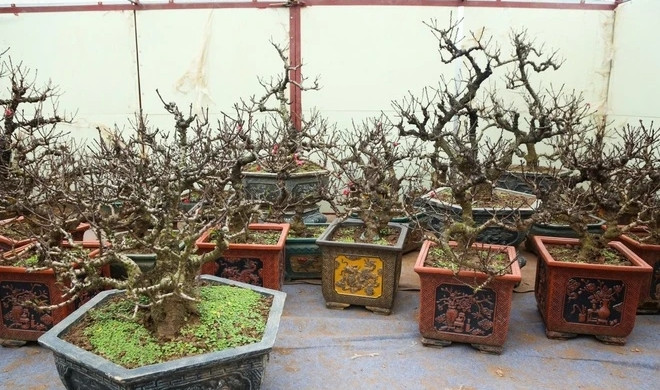 Ngày nay, đào Thất Thốn được trồng phổ biến nhằm phục vụ thị trường cây cảnh dịp Tết. Tuy nhiên, đào tiến Vua có quy trình trồng và chăm sóc đặc biệt nên số lượng không nhiều, giá trị vì thế rất cao. Ảnh: Tiền phong