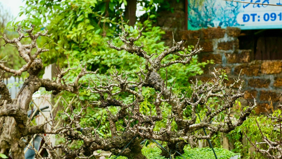 Cây đào Thất Thốn cao hơn mặt đất khoảng hơn 1m phải trồng đến năm thứ ba mới cho ra hoa. Ảnh: Kinhtedothi