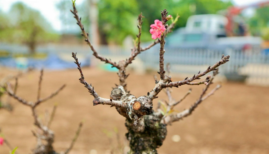 Hoa đào Thất Thốn mang vẻ đẹp riêng biệt, màu sắc đậm nhưng không quá sẫm, bông nở to, cánh khép tràn đầy sức sống, lá dày, xanh thẫm. Ảnh: Kinhtedothi