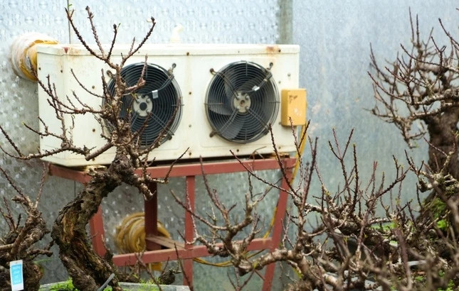 Để đối phó với thời tiết khắc nghiệt này, đào Thất Thốn được các nhà vườn chuyển vào phòng điều hòa khép kín để chăm sóc đặc biệt. Ảnh: Tiền phong