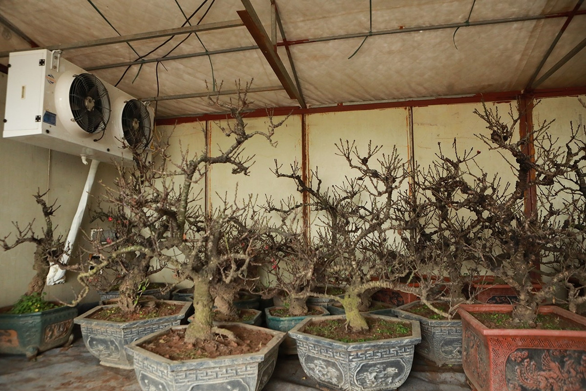 Nhà vườn phải theo dõi nhiệt độ sát sao hàng ngày điều chỉnh nhiệt độ phù hợp. Nắng thì tháo bỏ mái che, khi có gió mùa và sương muối thì đậy lại. Ảnh: Người đưa tin