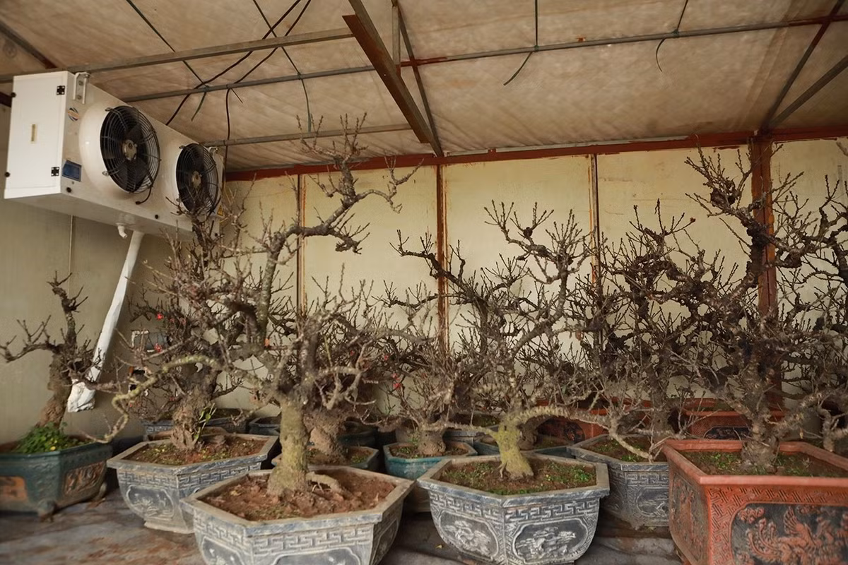 Nhà vườn phải theo dõi nhiệt độ sát sao hàng ngày điều chỉnh nhiệt độ phù hợp. Nắng thì tháo bỏ mái che, khi có gió mùa và sương muối thì đậy lại. Ảnh: Người đưa tin