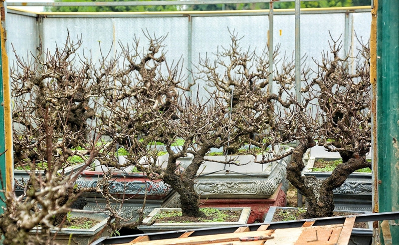 Tùy vào thời tiết, nhà vườn sẽ điều chỉnh nhiệt độ trong phòng sao cho phù hợp. Nếu không, đào tiến Vua có thể nở hoa không đúng dịp Tết Nguyên đán. Ảnh: Daidoanket