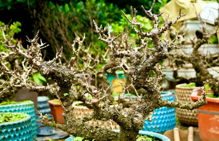 Đất trồng đào phải là đất thịt được đánh lên phơi nắng, không được để đất nhiễm chua. Nước tưới cây cũng phải là nước sạch thì cây mới giữ được vẻ đẹp mong manh vốn có. Ảnh: Kinhtedothi