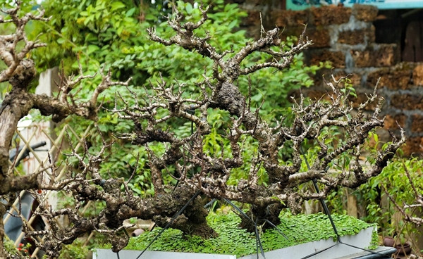 Gốc đào Thất Thốn xù xì, mốc meo, khác hẳn các loại đào thường. Ảnh: Daidoanket