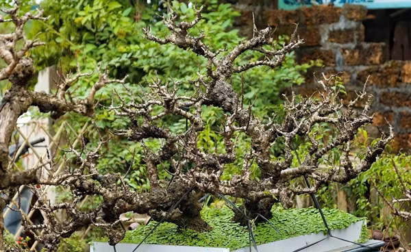 Gốc đào Thất Thốn xù xì, mốc meo, khác hẳn các loại đào thường. Ảnh: Daidoanket