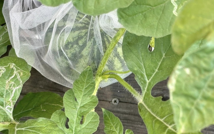 Ngoài ra, nữ ca sĩ còn thu hoạch được dưa, bắp, rau muống, ớt...