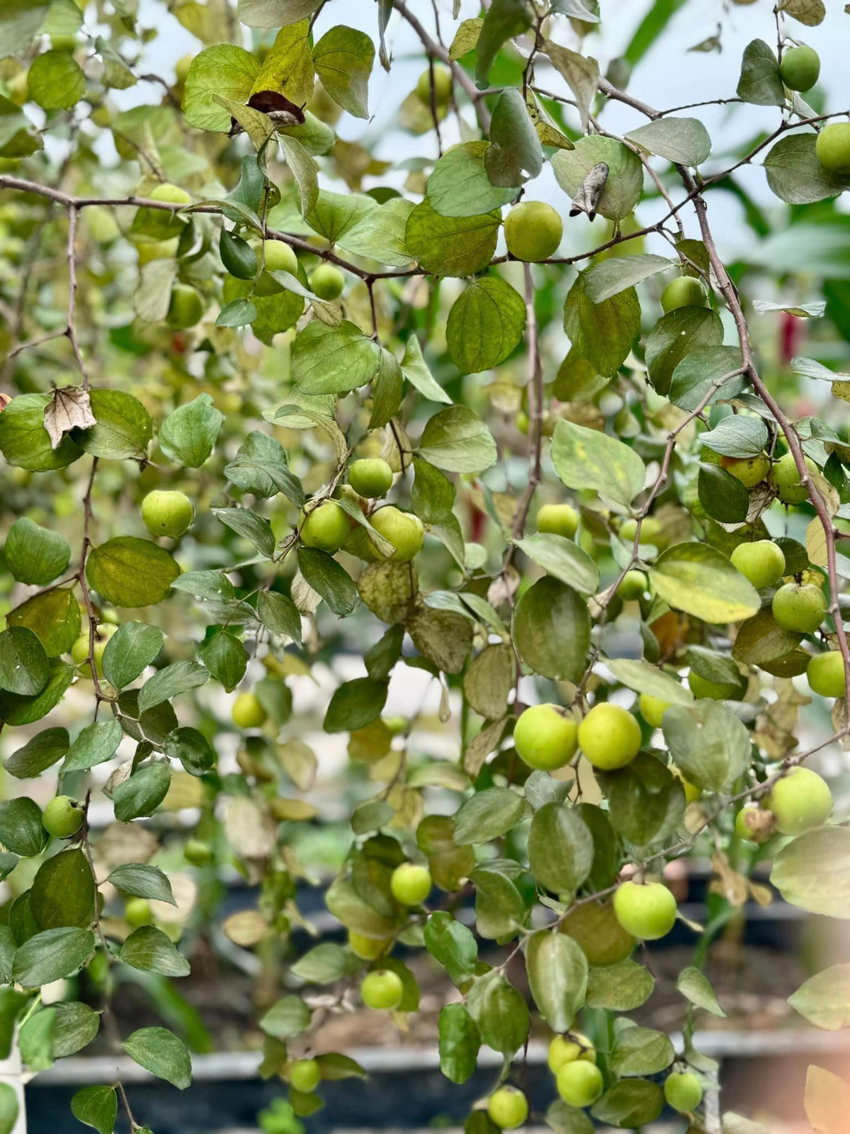 Cây táo sai trĩu cành.