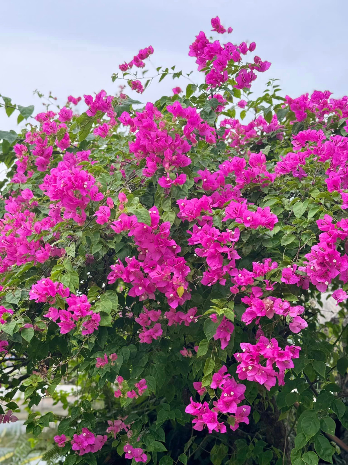 Trên trang cá nhân, ca sĩ Mỹ Tâm chia sẻ hình ảnh khu vườn xanh mướt, hoa trái ngập tràn khiến khán giả không khỏi xuýt xoa.