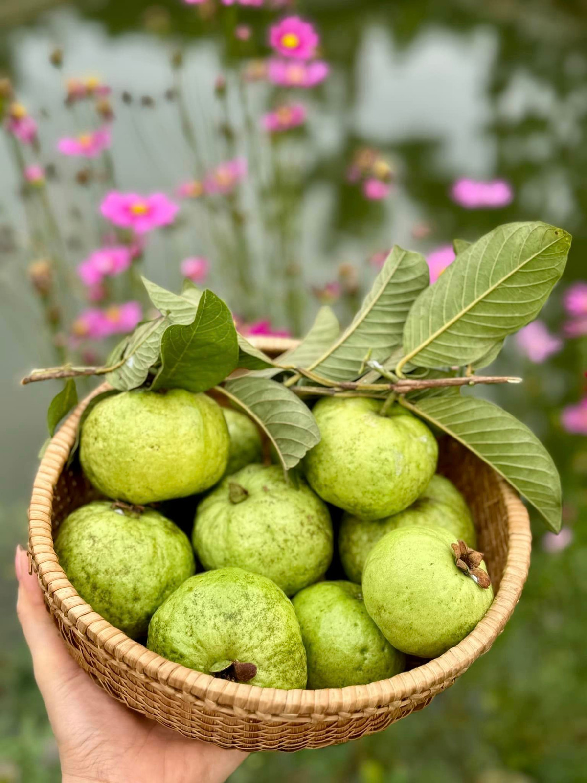 Cô cho biết gia đình thường xuyên thu hoạch hoa trái theo mùa.