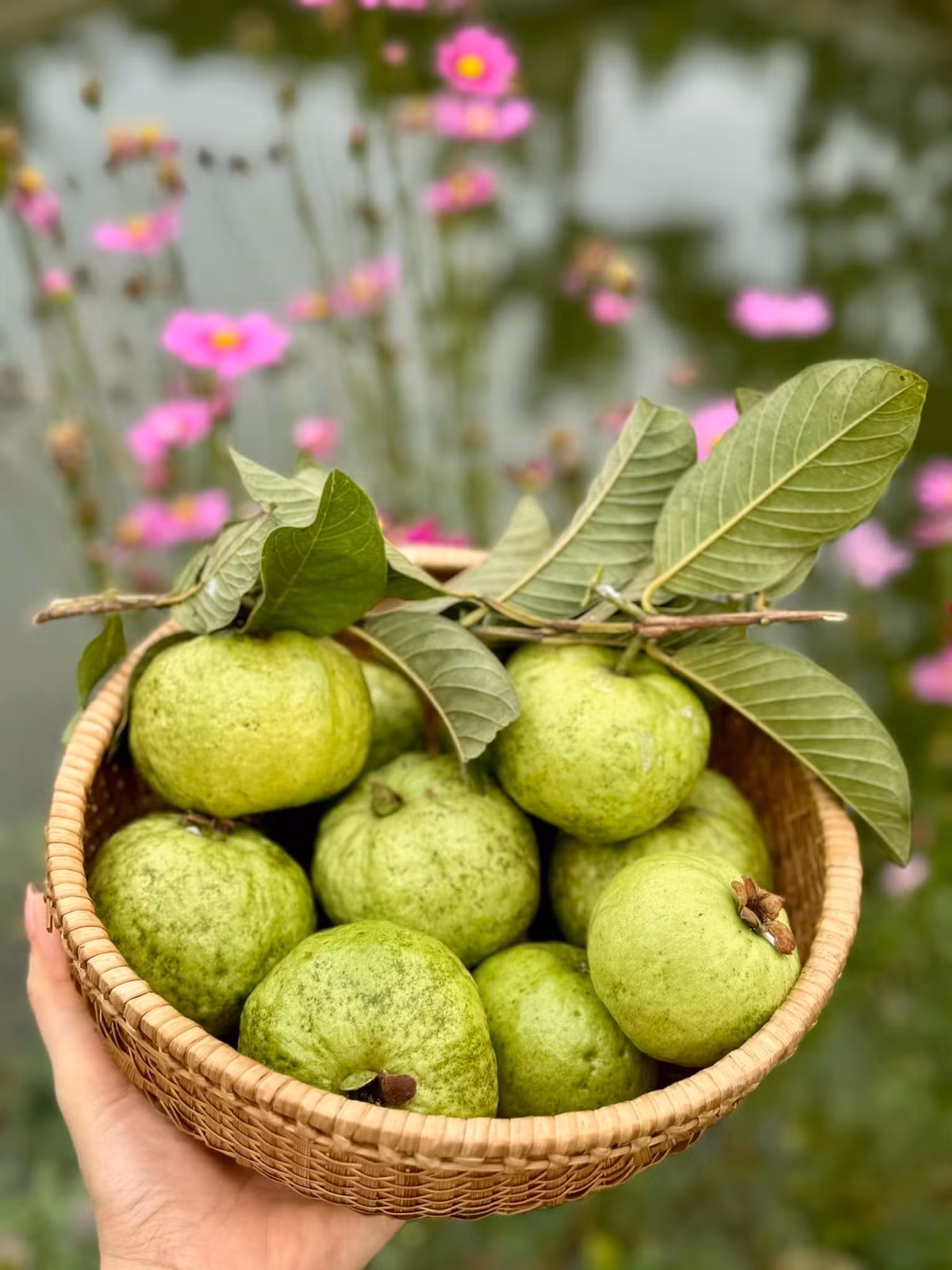 Cô cho biết gia đình thường xuyên thu hoạch hoa trái theo mùa.