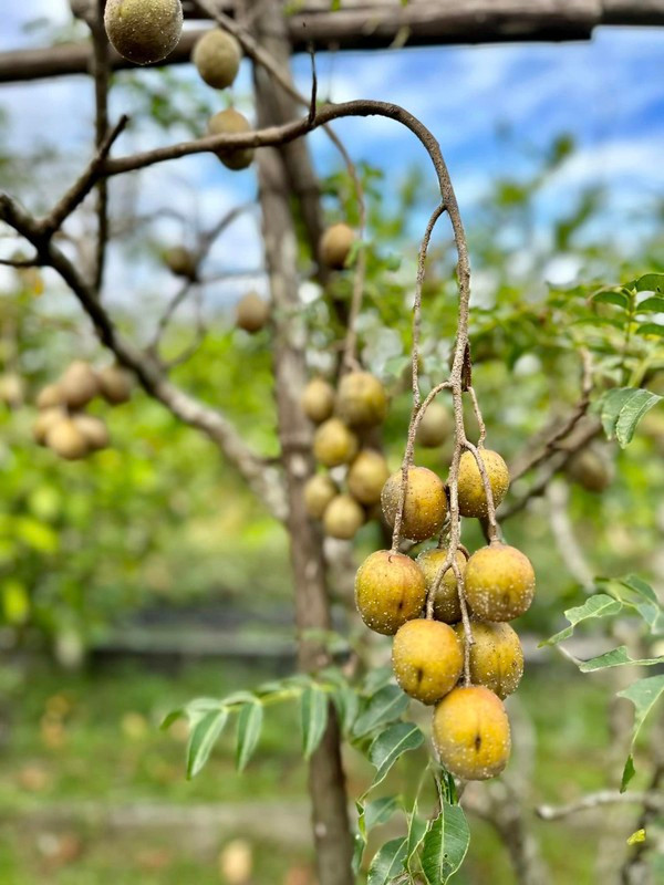 Trái cóc lúc lỉu trông thích mắt.