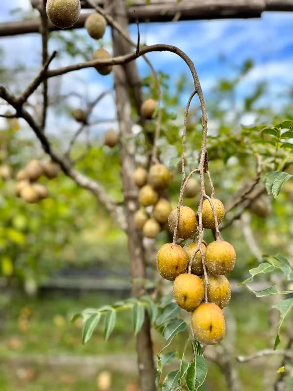 Trái cóc lúc lỉu trông thích mắt.