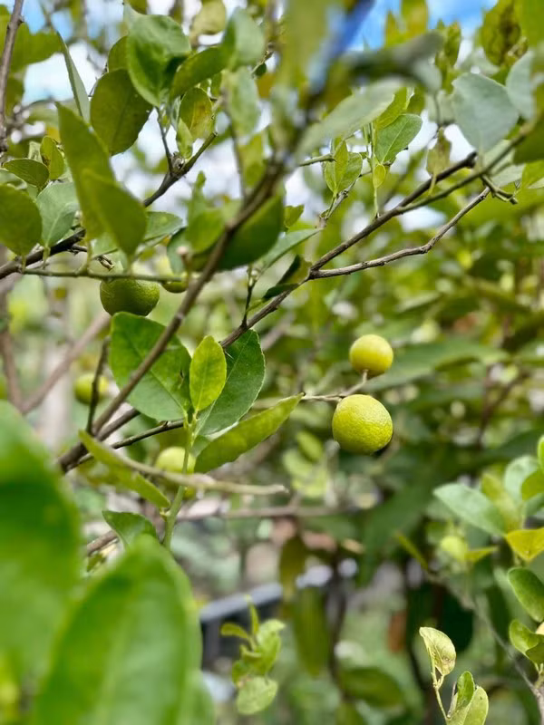 Cây chanh đậu rất nhiều trái.