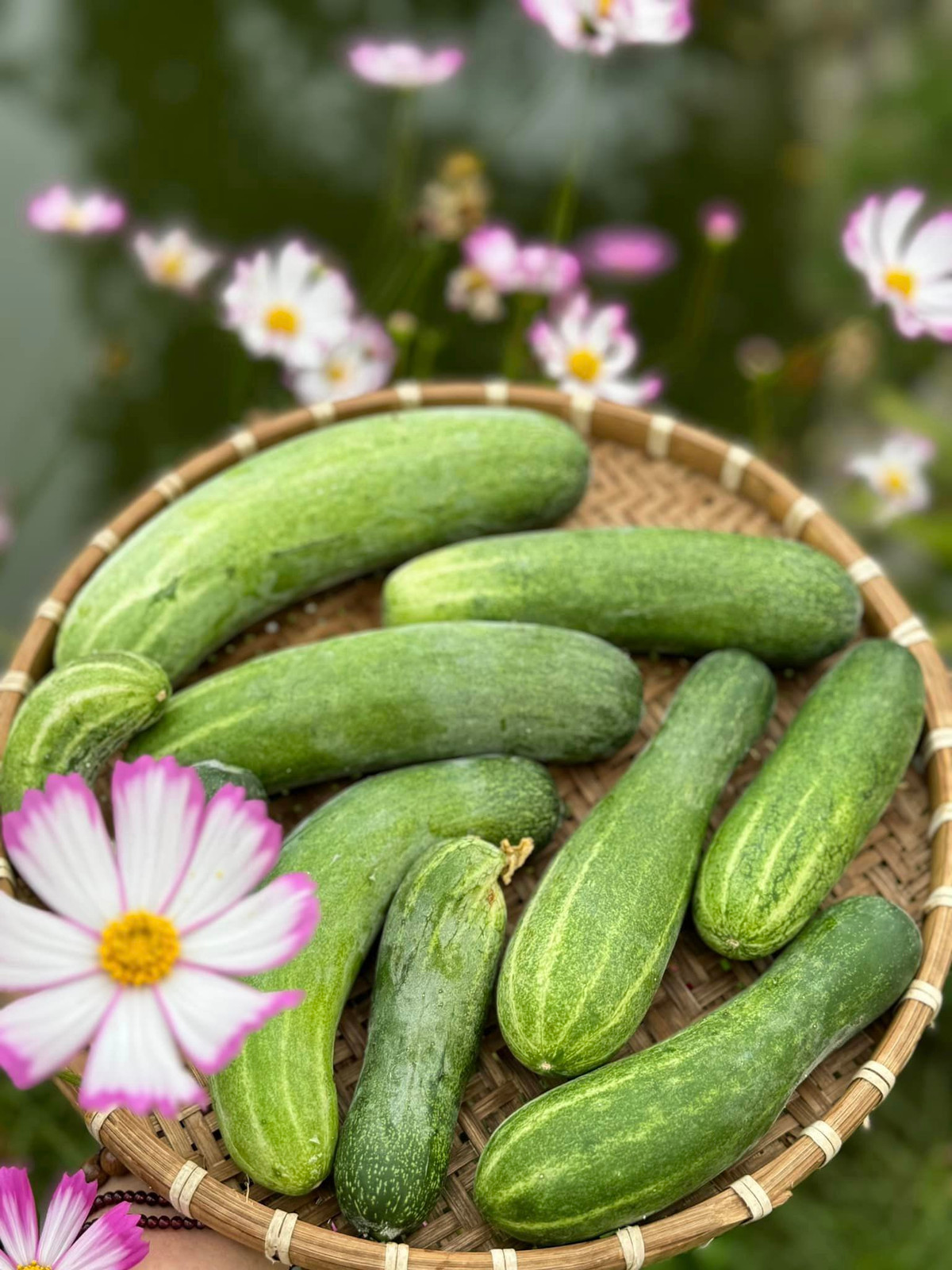 Khu vườn nhà Mỹ Tâm trồng nhiều cây ăn quả như chôm chôm, táo, cóc, bưởi, chanh, ổi, dừa, dưa leo...