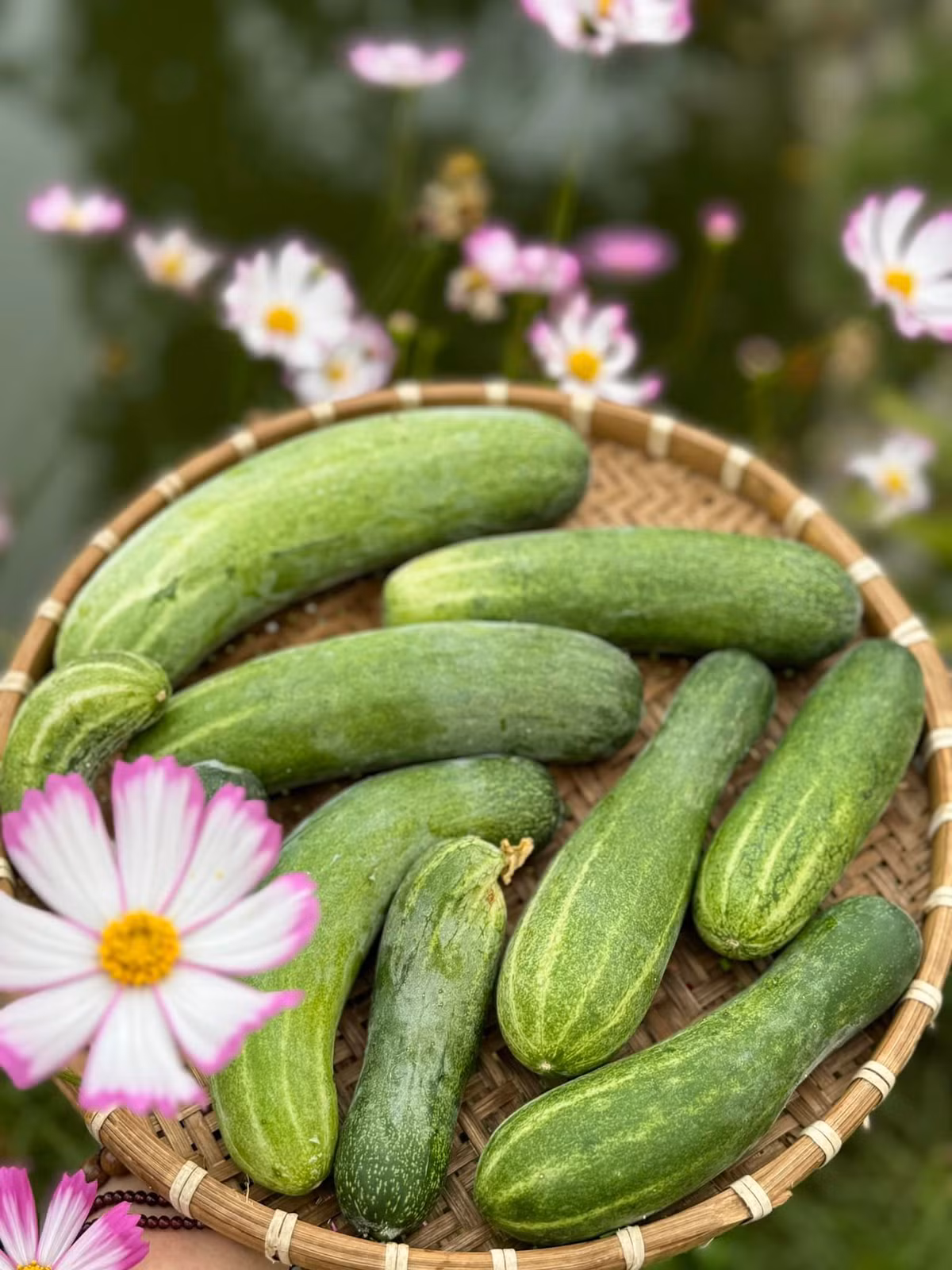 Khu vườn nhà Mỹ Tâm trồng nhiều cây ăn quả như chôm chôm, táo, cóc, bưởi, chanh, ổi, dừa, dưa leo...