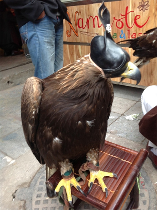 Thời điểm đó, ở Việt Nam chỉ có khoảng 5 con đại bàng vàng Mông Cổ; trong đó cả miền Bắc có 4 con và miền Nam có 1 con. Ảnh: Vietnamnet