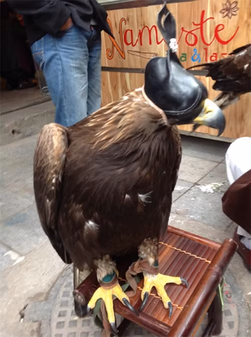 Thời điểm đó, ở Việt Nam chỉ có khoảng 5 con đại bàng vàng Mông Cổ; trong đó cả miền Bắc có 4 con và miền Nam có 1 con. Ảnh: Vietnamnet