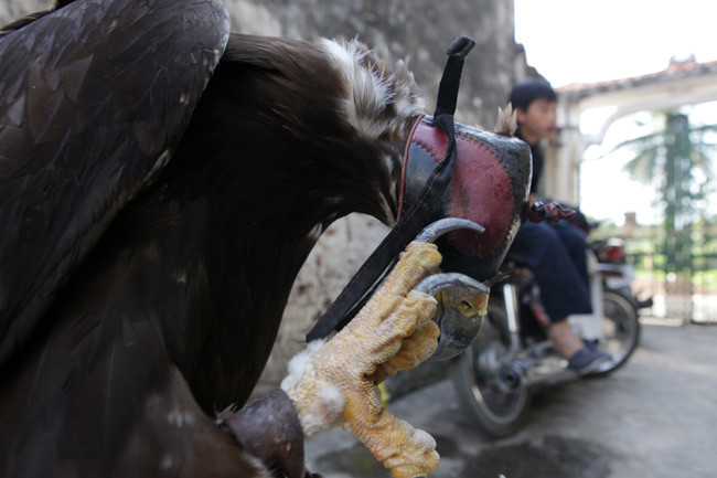 Chim đại bàng có đôi mắt rực sáng, bộ móng vuốt và chiếc mỏ sắc như dao nhọn, có khả năng lao nhanh như tên bắn. Tốc độ khi lao xuống của đại bàng Mông Cổ có thể tới 200 km/giờ. Ảnh: B.P