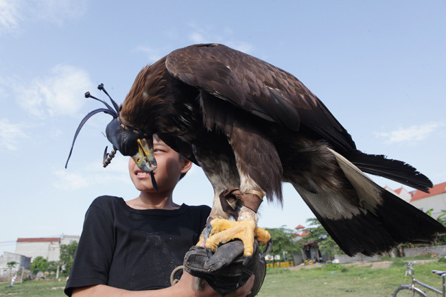 Đại bàng Mông Cổ là một trong những loài chim săn mồi lớn nhất hành tinh. Ảnh: Dân Việt