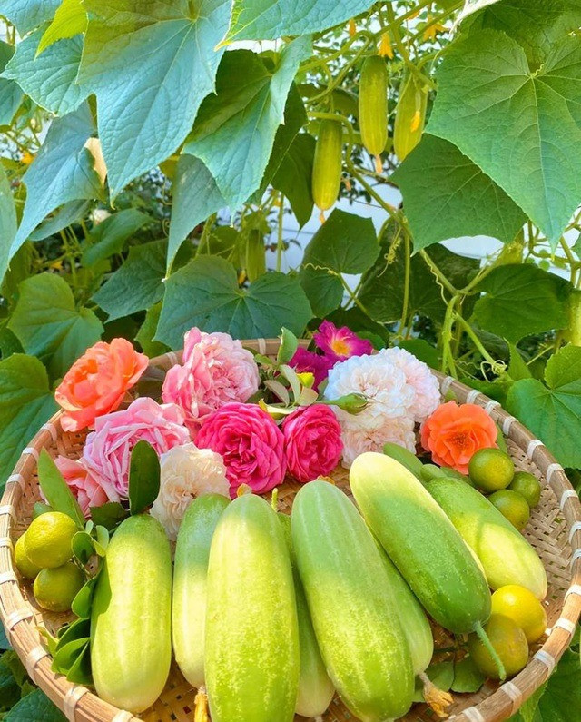 Bầu, mướp, khổ qua, dưa leo... cho quả quanh năm.