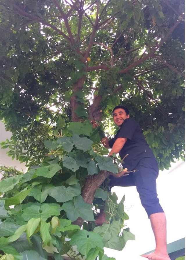 Trên sân thượng, MC Quyền Linh còn thiết kế giàn để trồng được nhiều loại cây như cóc, chanh, ổi, lựu, đậu bắp...