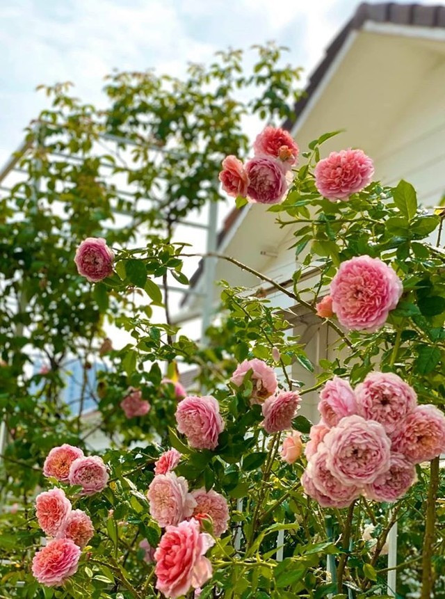 Trong khu vườn nhiều giống hồng như Lady Heirloom, giống hồng Nhật nổi tiếng sai hoa, cánh khum, cho mùi thơm dịu nhẹ hay Robe A La Francaise rose - giống hồng leo Nhật có chùm bông lớn....