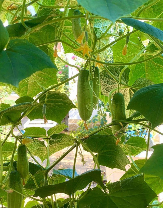 Bên cạnh đó, chị Dạ Thảo còn thiết kế cả vườn rau trên sân thượng để gia đình có nguồn thực phẩm sạch.