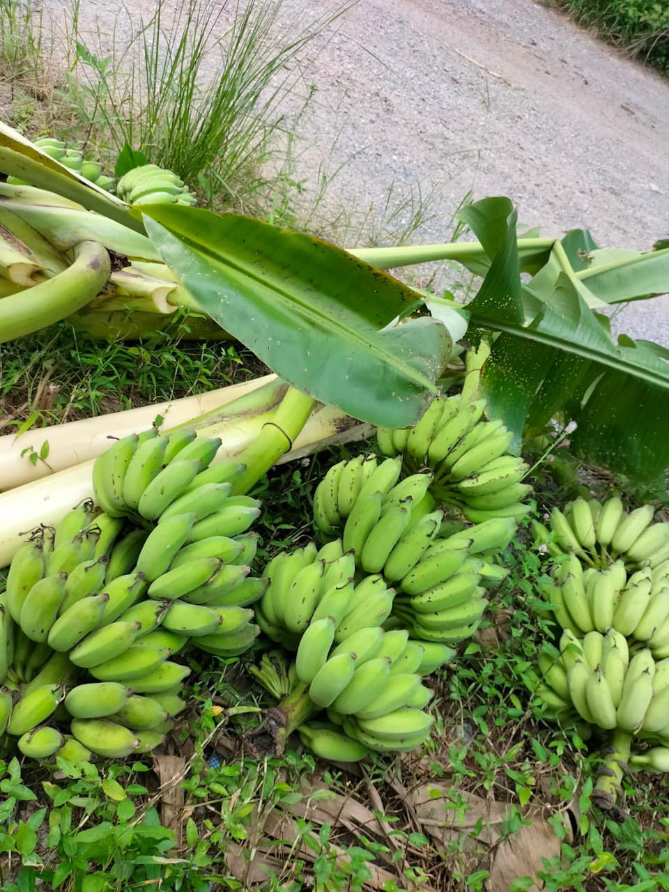 Theo chị Nguyễn Bích Thảo, một người bán hoa độc lạ ở Hà Nội, những buồng chuối được cắt già. Ảnh: FB Nguyễn Bích Thảo