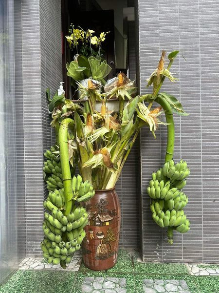 Mỗi buồng chuối có từ 5 nải trở nên. Ảnh: FB Nguyễn Bích Thảo