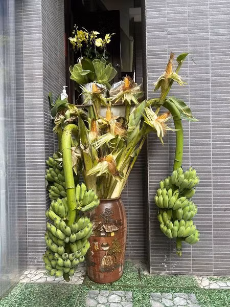 Mỗi buồng chuối có từ 5 nải trở nên. Ảnh: FB Nguyễn Bích Thảo