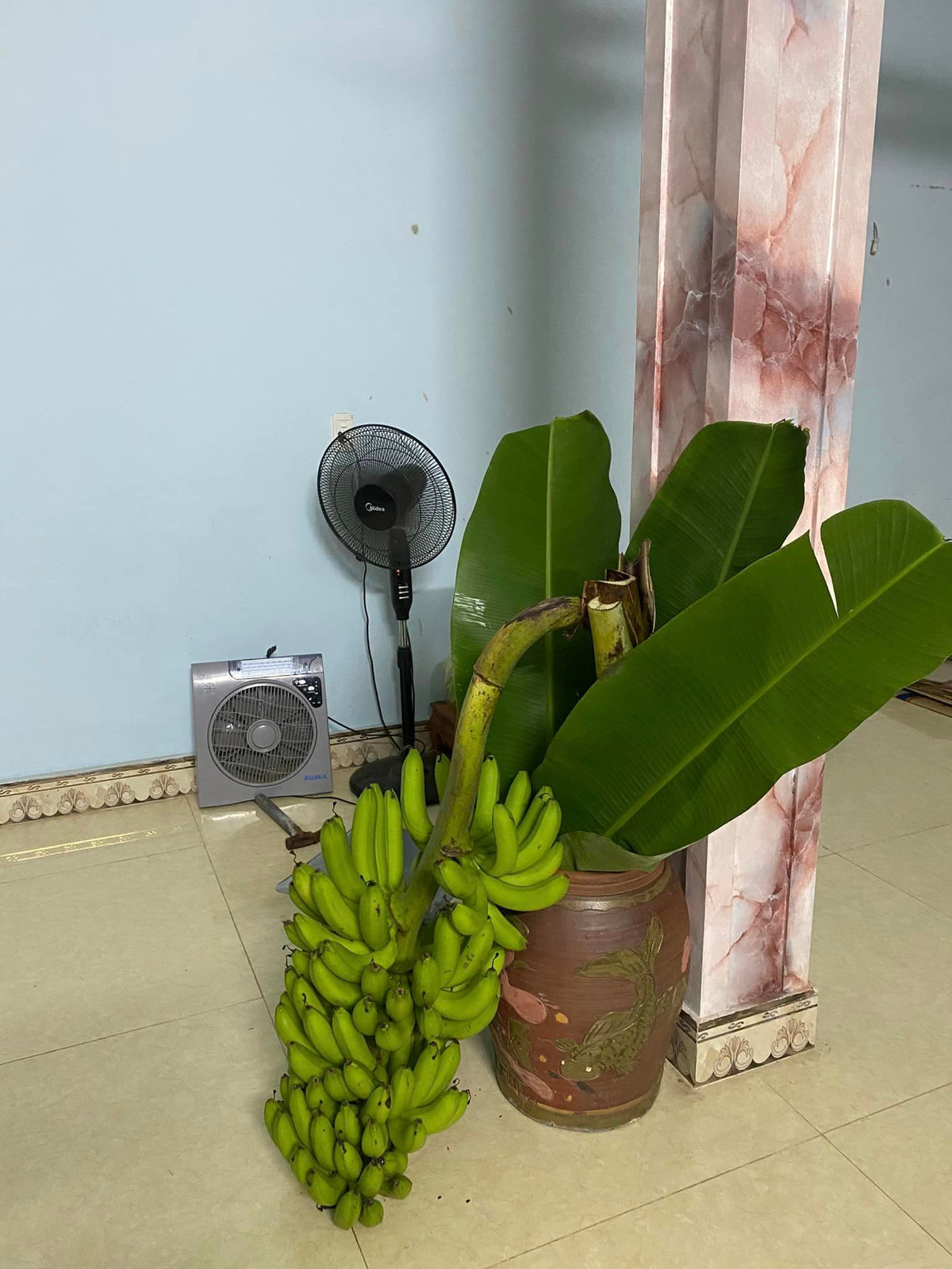 Sau khi cắm bình, chuối chín có thể để ăn dần. Ảnh: FB Nguyễn Lệ Thủy