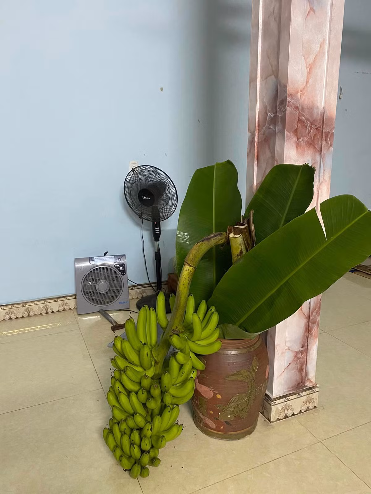 Sau khi cắm bình, chuối chín có thể để ăn dần. Ảnh: FB Nguyễn Lệ Thủy