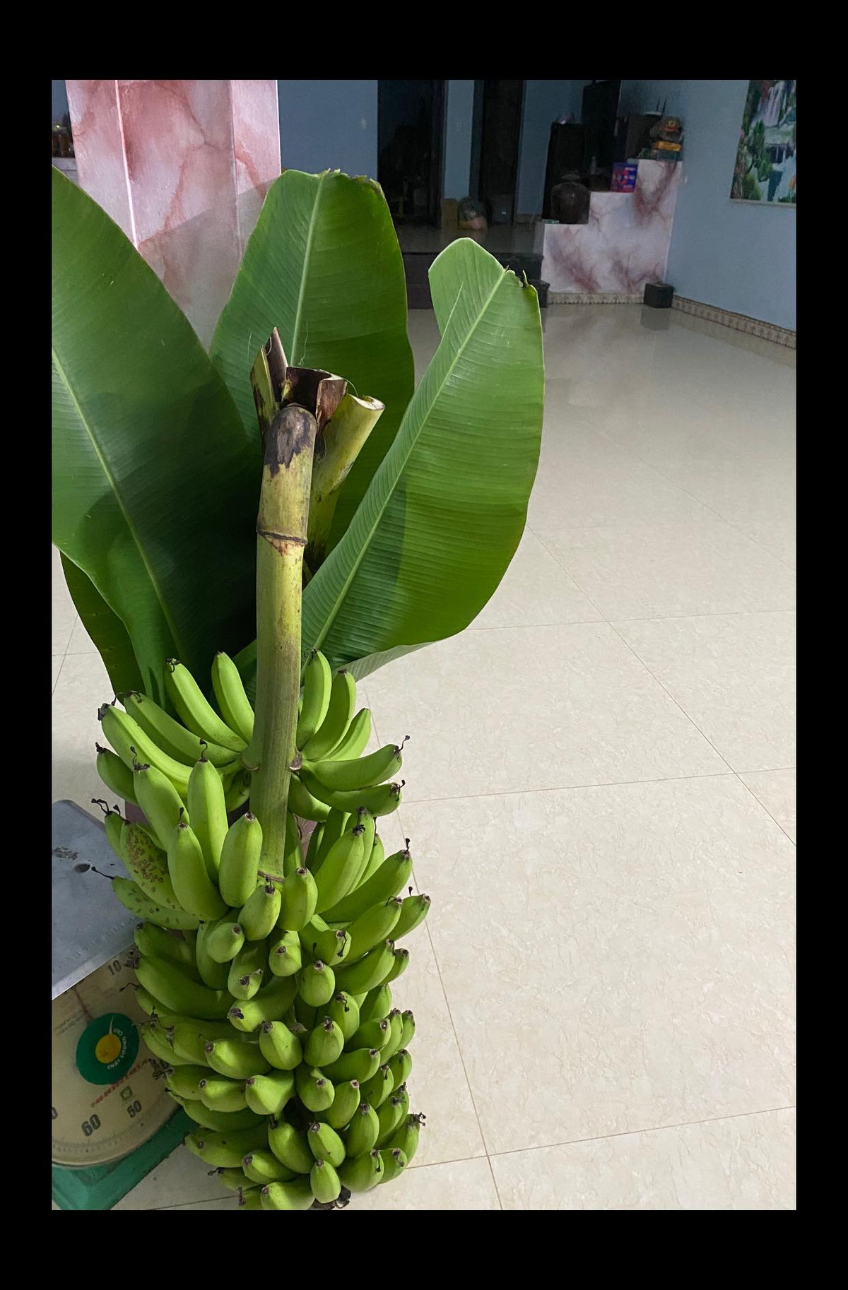 Theo người chơi, bình cắm chuối buồng phải là bình có miệng rộng, vì cành chuối rất to. Ảnh: FB Nguyễn Lệ Thủy