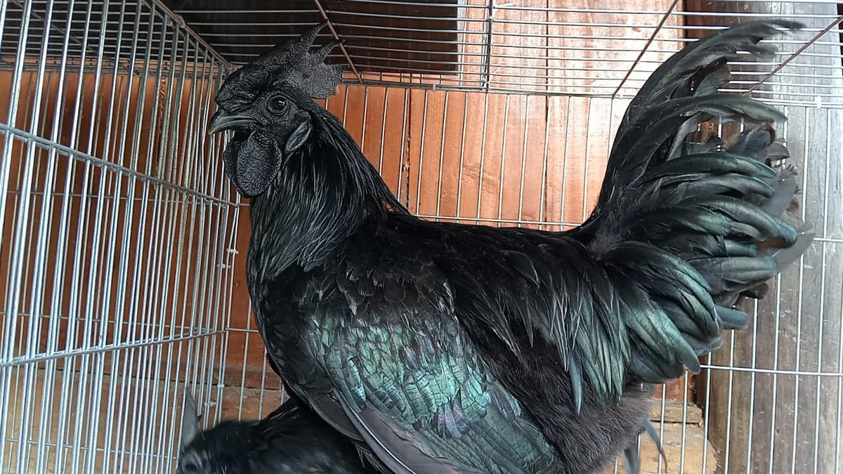 Do ngoại hình dị biệt nên loài gà này còn mang tên gọi khác là gà “mặt quỷ”. Ảnh: Facebook