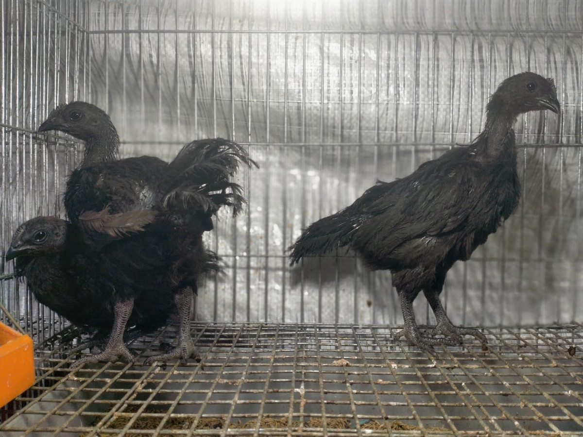 Một con gà đẻ được khoảng 70-80 quả trứng/năm nhưng tỷ lệ nở không quá 50%. Ảnh: Facebook