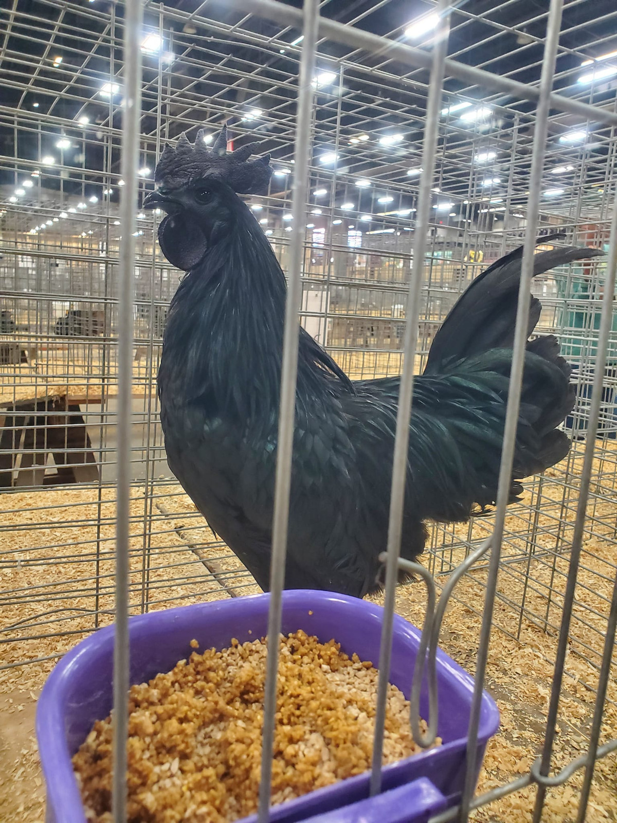 Gà Ayam Cemni có màu đen kỳ lạ do đột biến gene kế thừa từ loài chim sống cách đây hàng trăm năm. Ảnh: Facebook