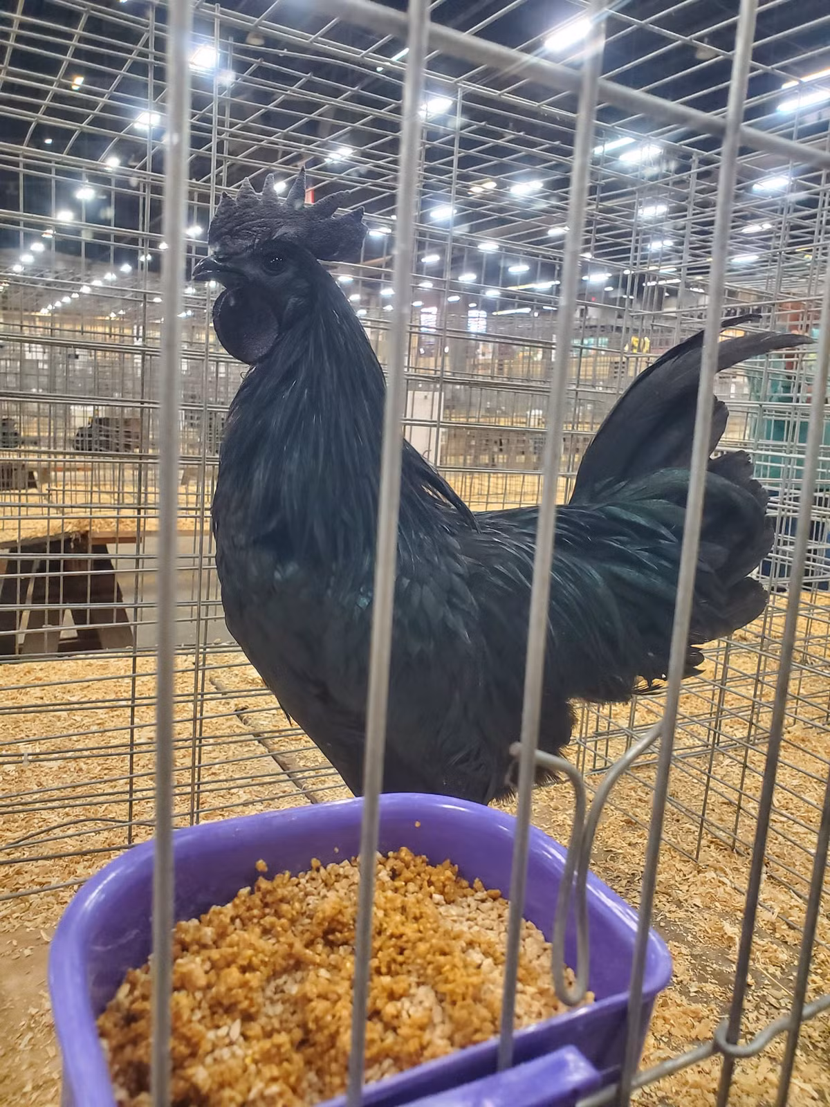 Gà Ayam Cemni có màu đen kỳ lạ do đột biến gene kế thừa từ loài chim sống cách đây hàng trăm năm. Ảnh: Facebook