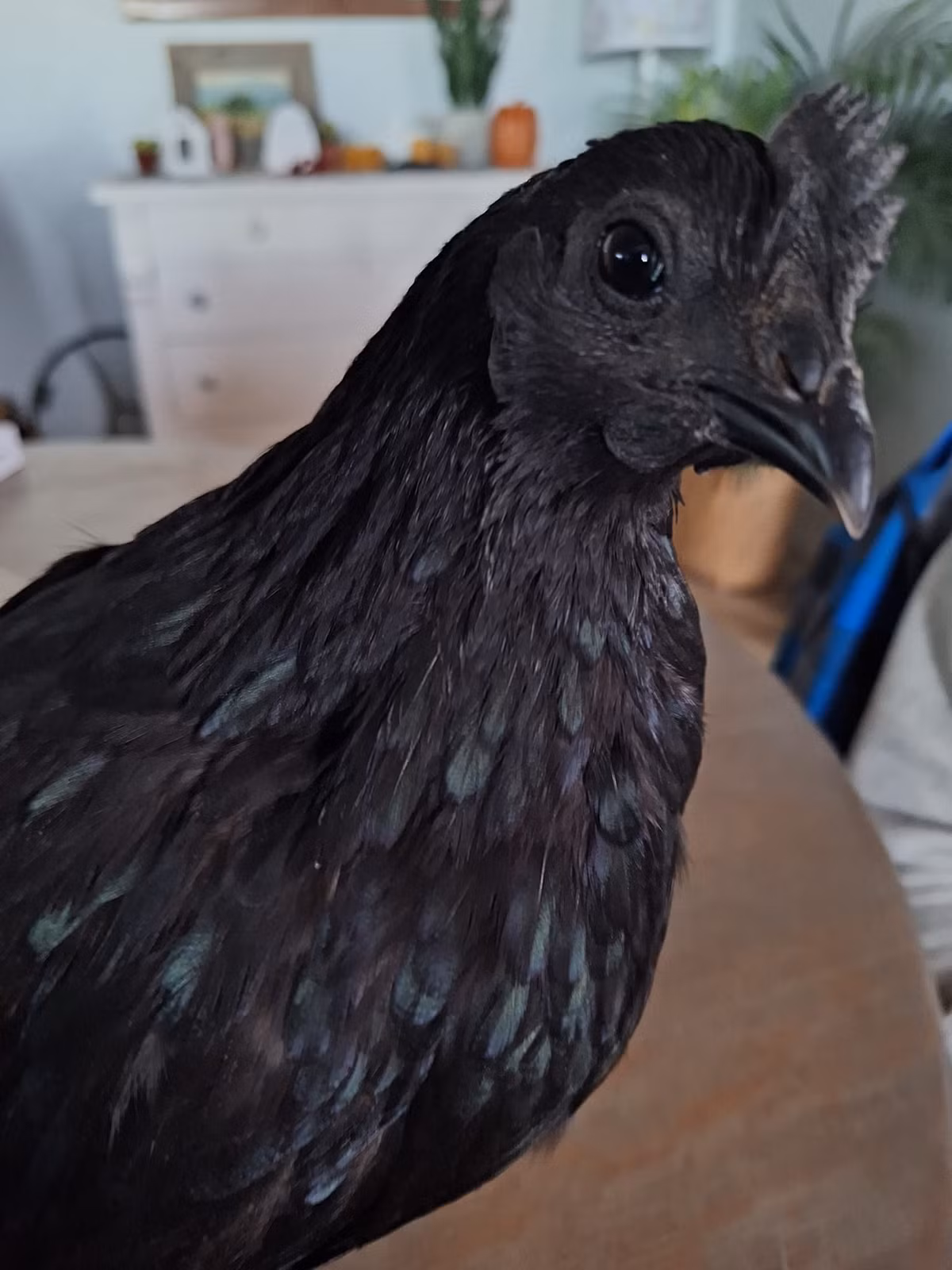 Toàn thân gà Ayam Cemni đều có màu đen, từ lông, da... cho đến thịt, nội tạng, xương. Ảnh: My pet